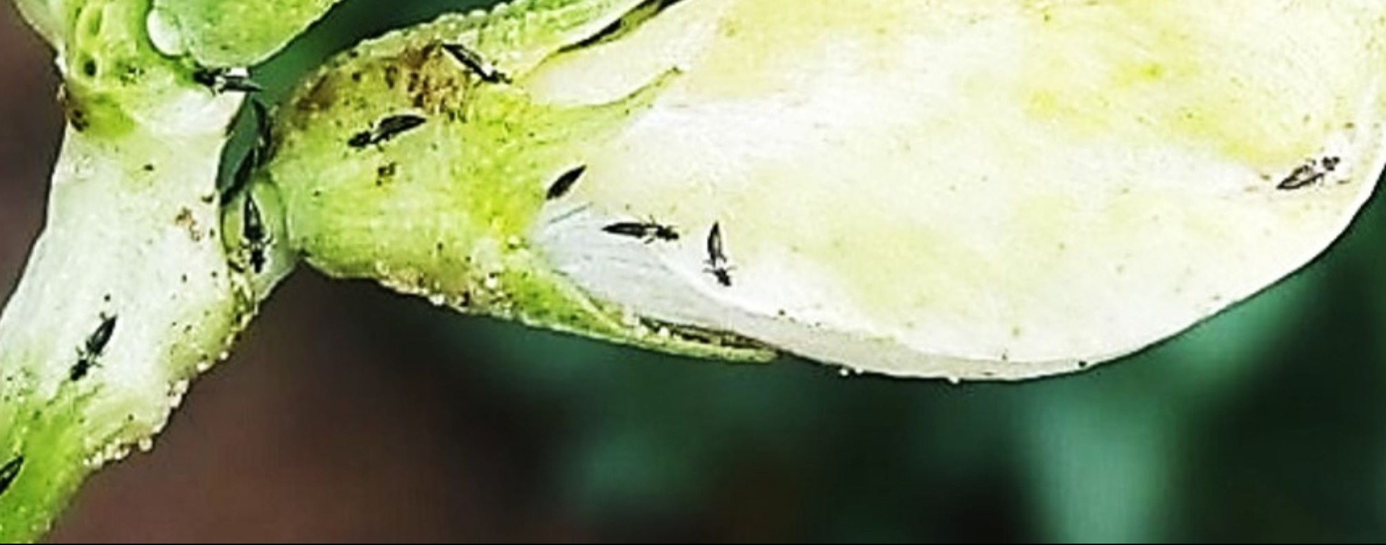 Tripes-da-flor-do-feijoeiro